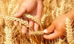 小麦、大麦、燕麦、荞麦、黑麦有何不同？
