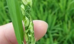 什么是水稻旱青立？有什么症状？