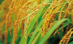 如何采取应急措施减轻水稻高温热害损失