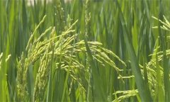 高温热害对水稻产量和品质有哪些影响？