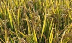 各种污染对水稻的危害