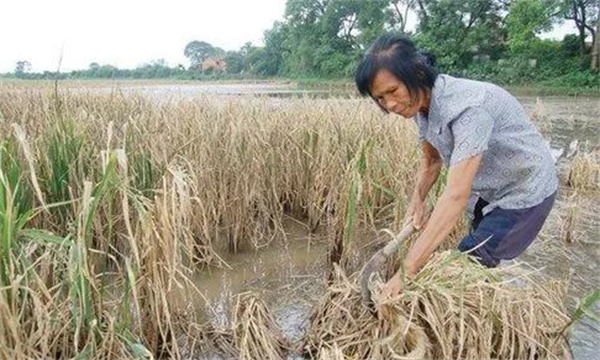 污水对水稻的危害