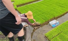 水稻播栽前是否需要施肥 能否用商品有机肥？