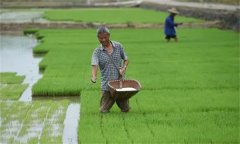 水稻苗期需要施什么肥 怎样施肥？