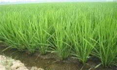 直播稻三叶期的水浆管理和施肥管理