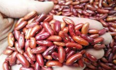 大棚芸豆越冬茬栽培的关键技术是什么?