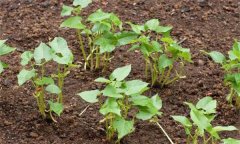 越冬茬芸豆的定植方法及定植后的管理问题