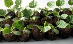 蔬菜泥炭营养块育苗的技术特点和具体操作方法