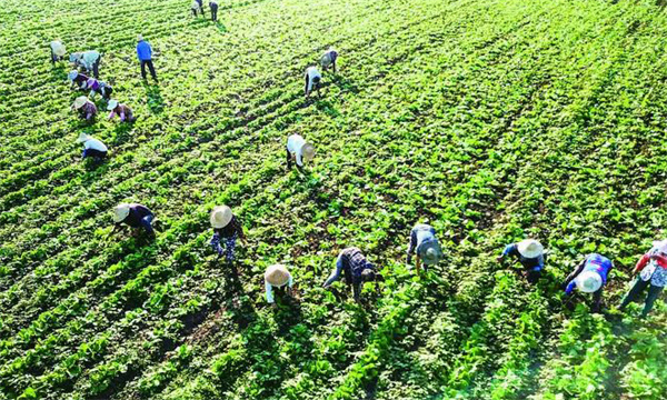 大白菜的中耕、培土、除草