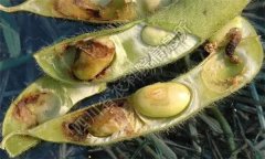 大豆食心虫有哪些特征？大豆食心虫的防治方法