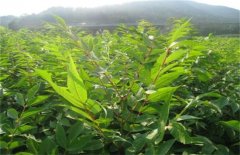 黄柏怎样栽培？黄柏种植技术简介