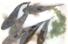 笋壳鱼养殖需要注意哪些问题？