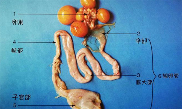 母鸡卵巢